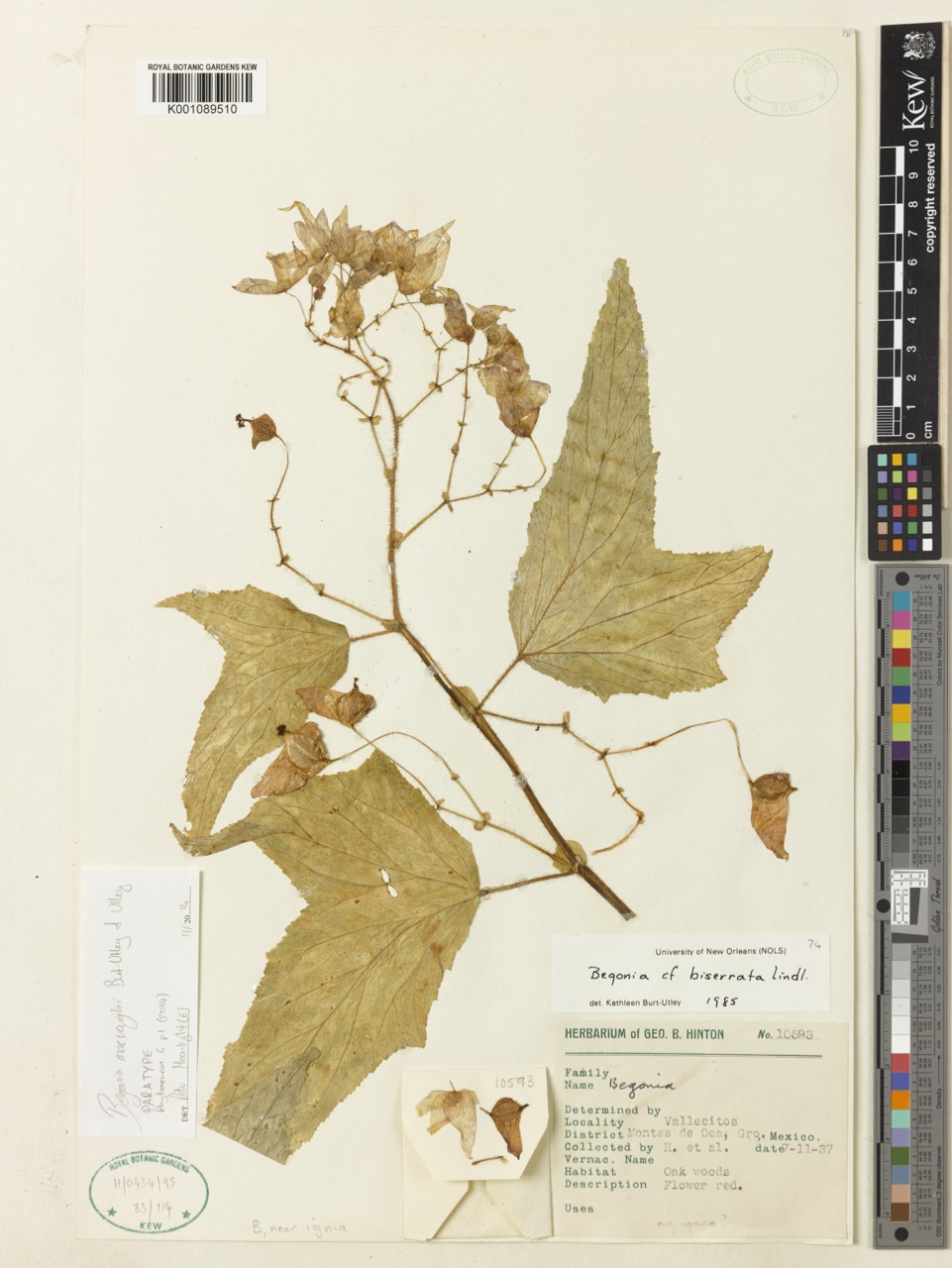 B. macvaughii